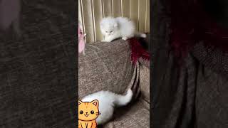 Playing cats🐈😺cat viralvideo trending youtubeshorts viralshorts [upl. by Koffman]