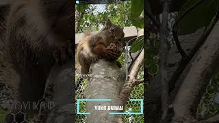 クルミを食べるニホンリスが可愛い Cute Japanese squirrel eating a walnut [upl. by Adkins]