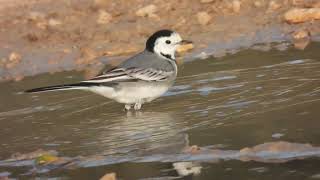 White Wagtail Ballerina bianca Motacilla alba [upl. by Dora201]