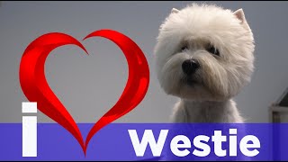 How I do a grooming West Highland White Terrier Trimming Westie [upl. by Mott]