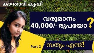 കാന്താരി മുളക് കൃഷി  40000 രൂപ വരുമാനമോ സത്യം എന്ത് [upl. by Annig]