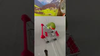 Bird Training  Smart lovebird Parrot  Smart Little Cute Parrot training smartparrot cute [upl. by Gazo13]