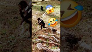 Monkey monkey monkeys macaco macac music artist hiphop dance travel [upl. by Cthrine]