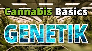 Cannabis Anbau Grundlagen Genetik [upl. by Ittam]