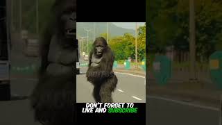 This gorilla has a faster brain than humans shorts [upl. by Oznarol]