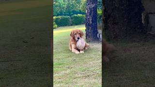 dog pets cute tranding 4kviral viraldogsvideos trendingshorts dogshorts youtubeshorts [upl. by Kam]