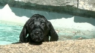 8 Week Old Portuguese Water Dog Puppy Swims for The First Time [upl. by Seigel38]