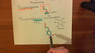 SNARE Proteins Part 8 [upl. by Elatnahc890]