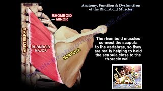 Anatomy Function amp Dysfunction Rhomboid Muscles  Everything You Need To Know  Dr Nabil Ebraheim [upl. by Nillek]