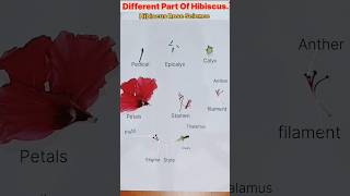 Dissection of Hibiscus  Parts of Flower Plant AnatomyEducationalbotanycaleducationshorts [upl. by Careaga]