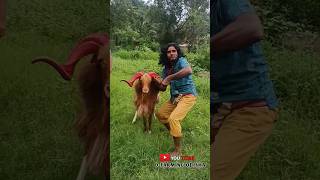 😈😱Viral jampali begi trainingbest beautiful big sheep⚡odisha youtubeshot full viral 😍😱🔥 [upl. by Evelina601]