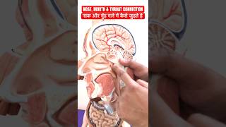 नाक और मुँह गले में कैसे जुड़े होते हैं ।NOSE MOUTH amp THROAT CONNECTION viral shorts trending [upl. by Ainesell]