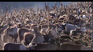 Herd of domesticated reindeer Rangifer tarandus moving around Norway [upl. by Ashatan]