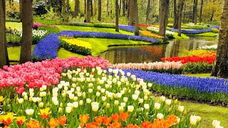 Keukenhof Gardens and Tulip Fields Tour from Amsterdam [upl. by Aerised]