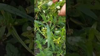 Natural maha bhringraj plant central park kharghar Mumbai watchhair healthy lengthy growthviral [upl. by Clarence]