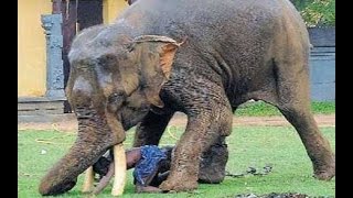 Why elephant attacked this man Rampage new revealed video [upl. by Relyat]