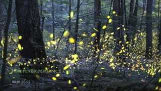 Tennessee Fireflies Realtime Stock Footage [upl. by Ahtiuqal]