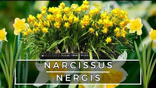 NERGİS  NARCISSUS BAKIM ÖNERİLERİ [upl. by Lindgren]