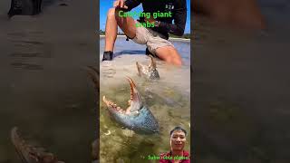 Catching giant crabs fishing mudcrab mudfish shark [upl. by Jerome]