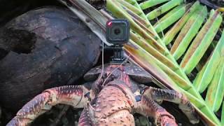 Coconut crab cam [upl. by Omura]