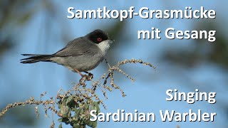 SamtkopfGrasmücke – Sardinian Warbler Sylvia melanocephala [upl. by Ralyt]