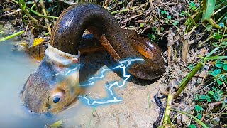 Electric Eel VS Others What Electric Eels Can Do [upl. by Jazmin376]