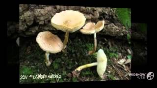 Lepiota sublaevigata  fungi kingdom [upl. by Shelby]