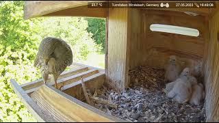 Common kestrel Chicks Nest Cam 2023 527 DAY 11 [upl. by Dian]