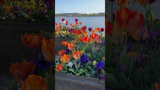 Floriade in Canberra [upl. by Cralg]