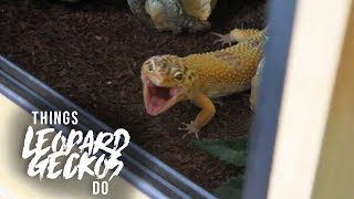 16 Things That Leopard Geckos Do [upl. by Wooster]