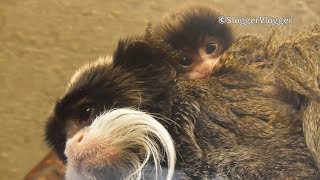 Newborn Emperor Tamarin At Twycross Zoo [upl. by Majka27]