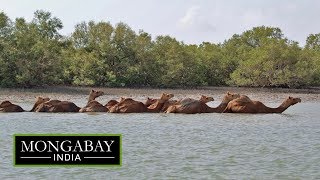 The swimming camels of Kutch [upl. by Annaerdna916]