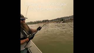 Stryker 1530 Salmon Backbouncer Rod put to the Test on a 8ft Sturgeon UNREAL POWER [upl. by Hester]