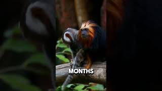 Tamarin New World Monkey tamarin nature wild wildlife [upl. by Sirtimed]