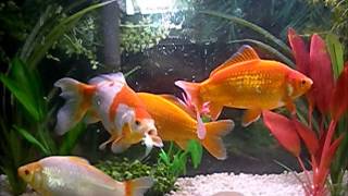 8 inch Common Goldfish 55 Gallon Tank [upl. by Nagear193]