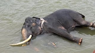 ELEPHANT ORPHANAGE PINNAWALA SRI LANKA [upl. by Seyah]