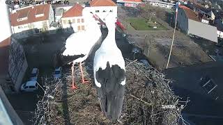 Ville de Sarralbe Webcam Live Cigognes Sarralbe Moselle Google Chrome 2022 03 04 08 54 45 [upl. by Eirtemed]