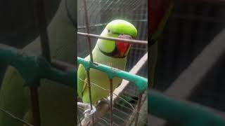 Naina ka sawan 🧼🧼🦜🦜parrot comedy viralvideoYtshort like subscribe comment Kora dine26112024🦜🦜🦜 [upl. by Sheply]