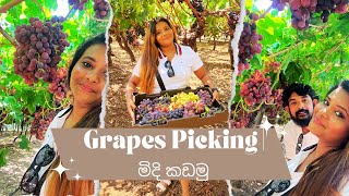 Grapes Picking Vlog  Perth  මිදි කඩමු  Sinahala Vlog Perth [upl. by Aisac123]