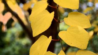 My Katsura Tree [upl. by Akcirederf]