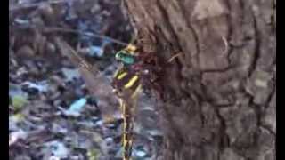 Dragonfly Eating Hornet Alive [upl. by Farlie921]