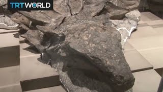 Worlds Oldest Dinosaur Fossil put on display in a museum in Canada [upl. by Thilda]