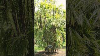 🌾³☆ Order Arecales •¹ Family Arecaceae ▪︎ Broadleaf Lady Palm or Bamboo Palm Rhapis excelsa [upl. by Bedwell]