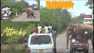 Huge Elephants Attack රාජු සහ කණේහිලා සටන [upl. by Marie]