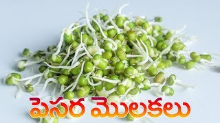 పెసర మొలకలు  Pesara Molakalu in telugu  How to make sprouts [upl. by Siram]