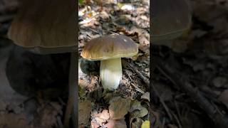 Una bella fungaia di porcini Boletus edulis porcini boletus mushroom funghi forest nature [upl. by Lubba]