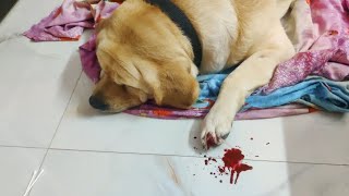 Labrador ko jyada chott lg gyi 🤕🥺😥doglover labraworld lablove labrador [upl. by Rebna]