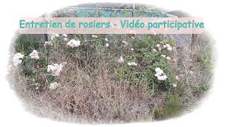 Entretien de rosiers vidéo participative  Monjardindansleslandes [upl. by Noryv]