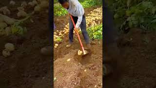 hoeing the ground to harvest potatoes shorts [upl. by Assira]