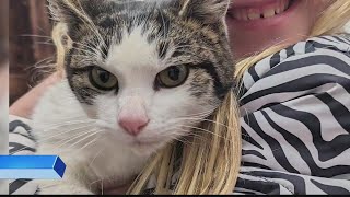 Cat Rescued from Tree in Dubois County After Three Days of Being Stuck [upl. by Namra]